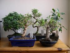 Consigli utili sui bonsai