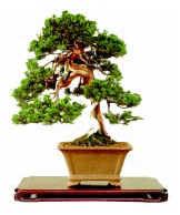 L'angolo dei bonsai