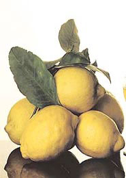 La magia del... LIMONE